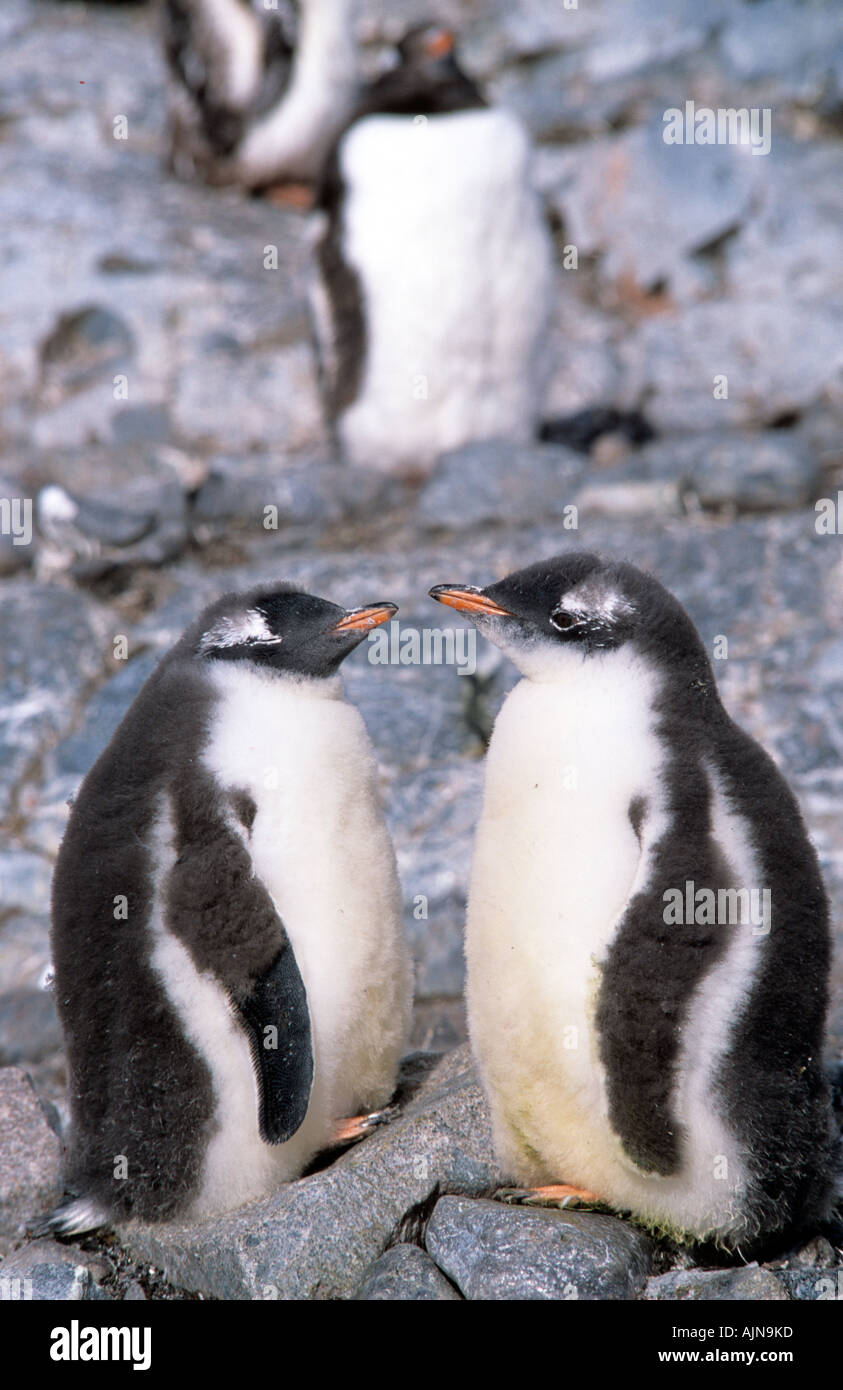 Gentoo pingouin Papouasie-Nouvelle-pygolscelis Péninsule Antarctique Banque D'Images