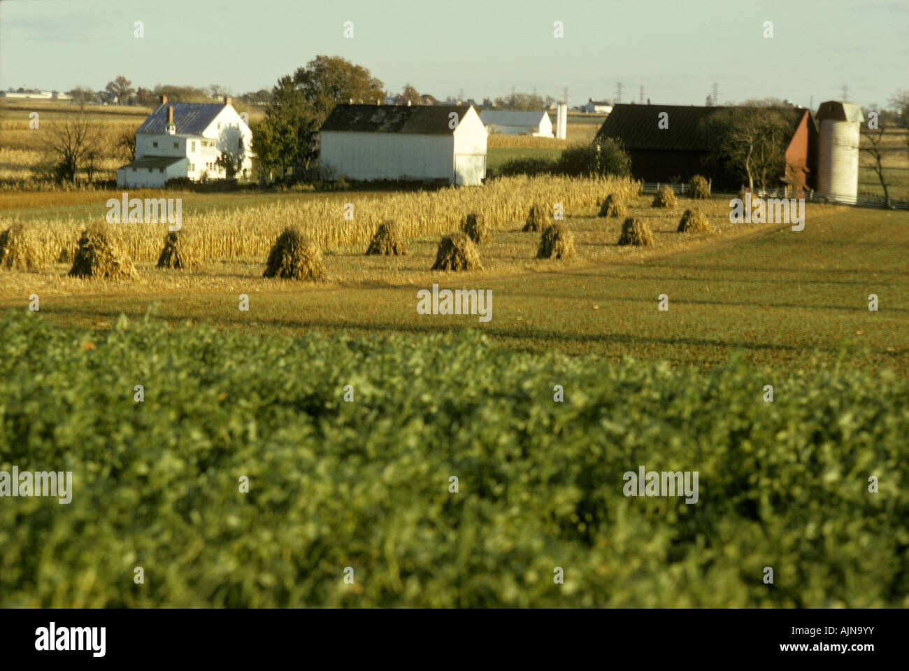 Amish farm comté de Lancaster PA Pennsylvania de récolte d'automne de tiges de maïs grange silo de scène Banque D'Images