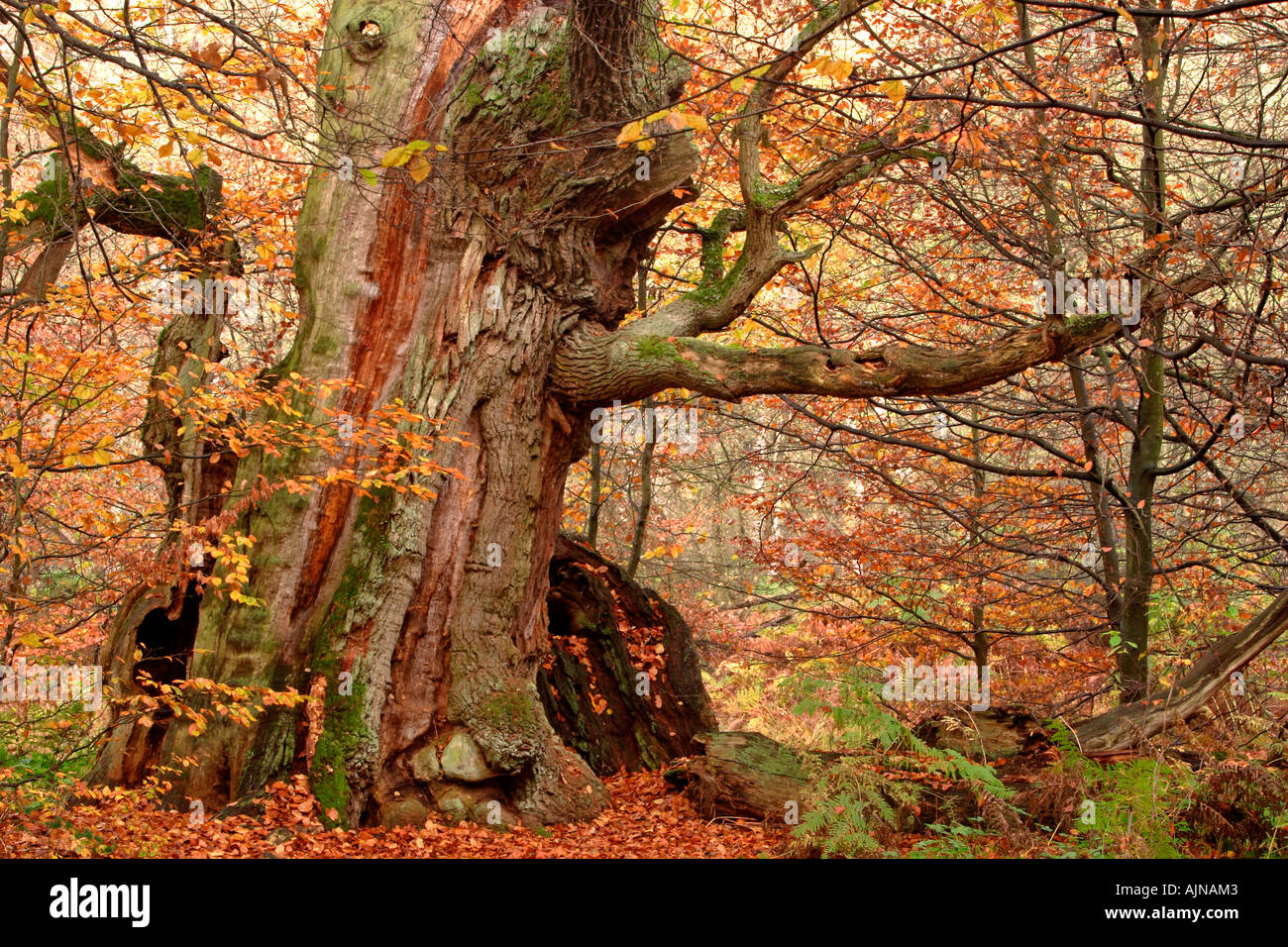 Chêne centenaire en automne urwald Sababurg forestiers Allemagne Banque D'Images