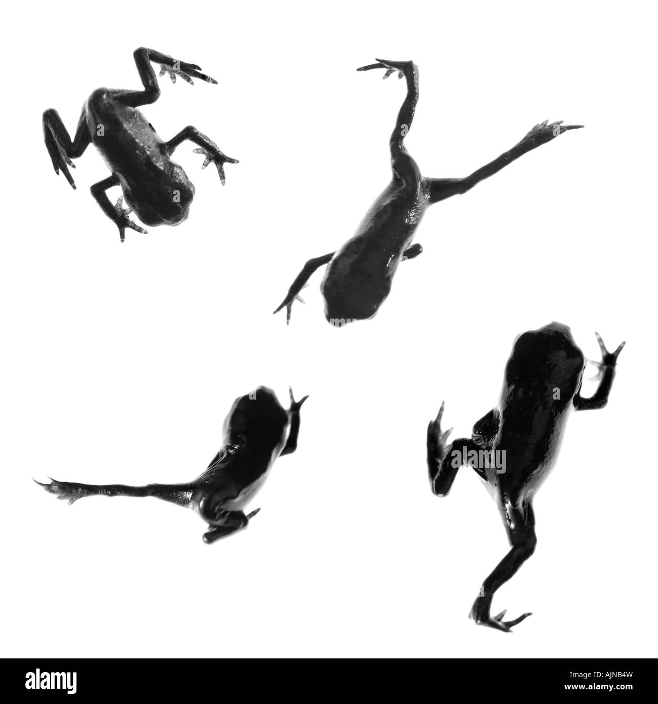 Composite crapauds juvéniles Banque D'Images