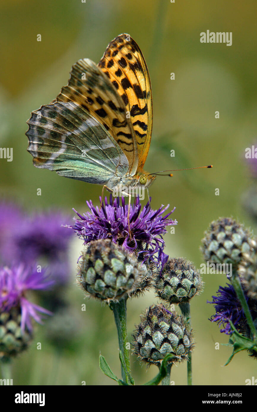 Silver-lavés, Fritillary Argynnis paphia, papillon se nourrit de la centaurée noire Centaurea nigra, fleur Banque D'Images