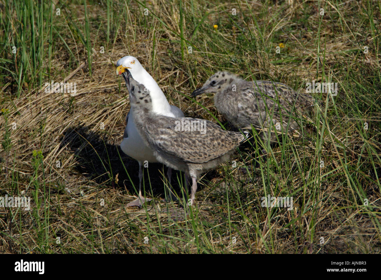Goéland argenté (Larus argentatus, parent nourrir les oiseaux deux poussins Banque D'Images