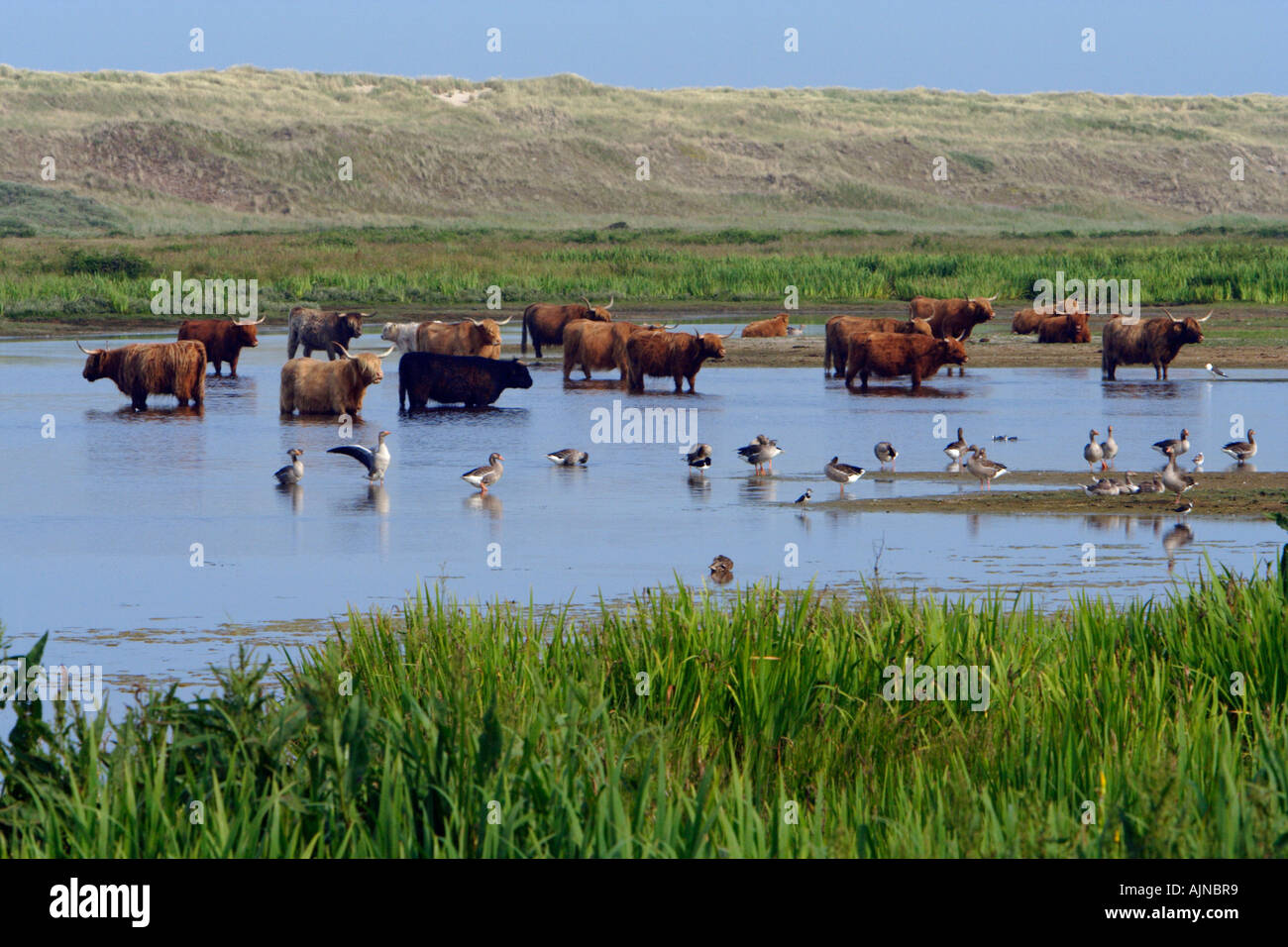 Highland cattle, circuit de refroidissement vers le bas dans le lac avec des oies cendrées, summertime Banque D'Images