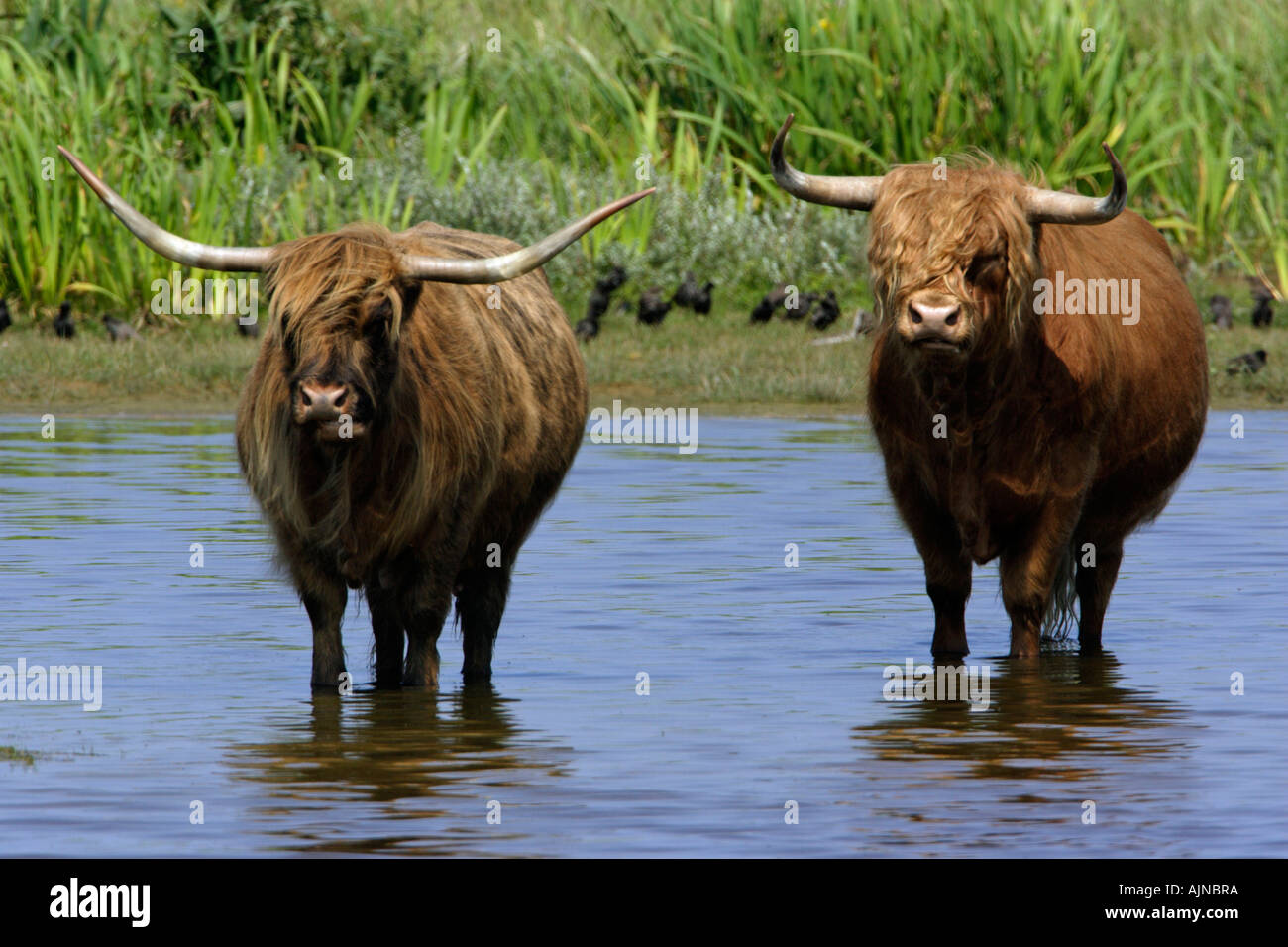 Highland cattle, circuit de refroidissement vers le bas dans le lac, l'heure d'été Banque D'Images