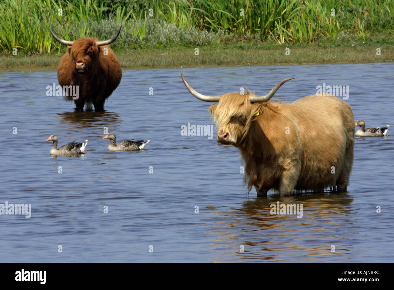 Highland cattle, circuit de refroidissement vers le bas dans le lac avec des oies cendrées, Anser anser, summertime Banque D'Images