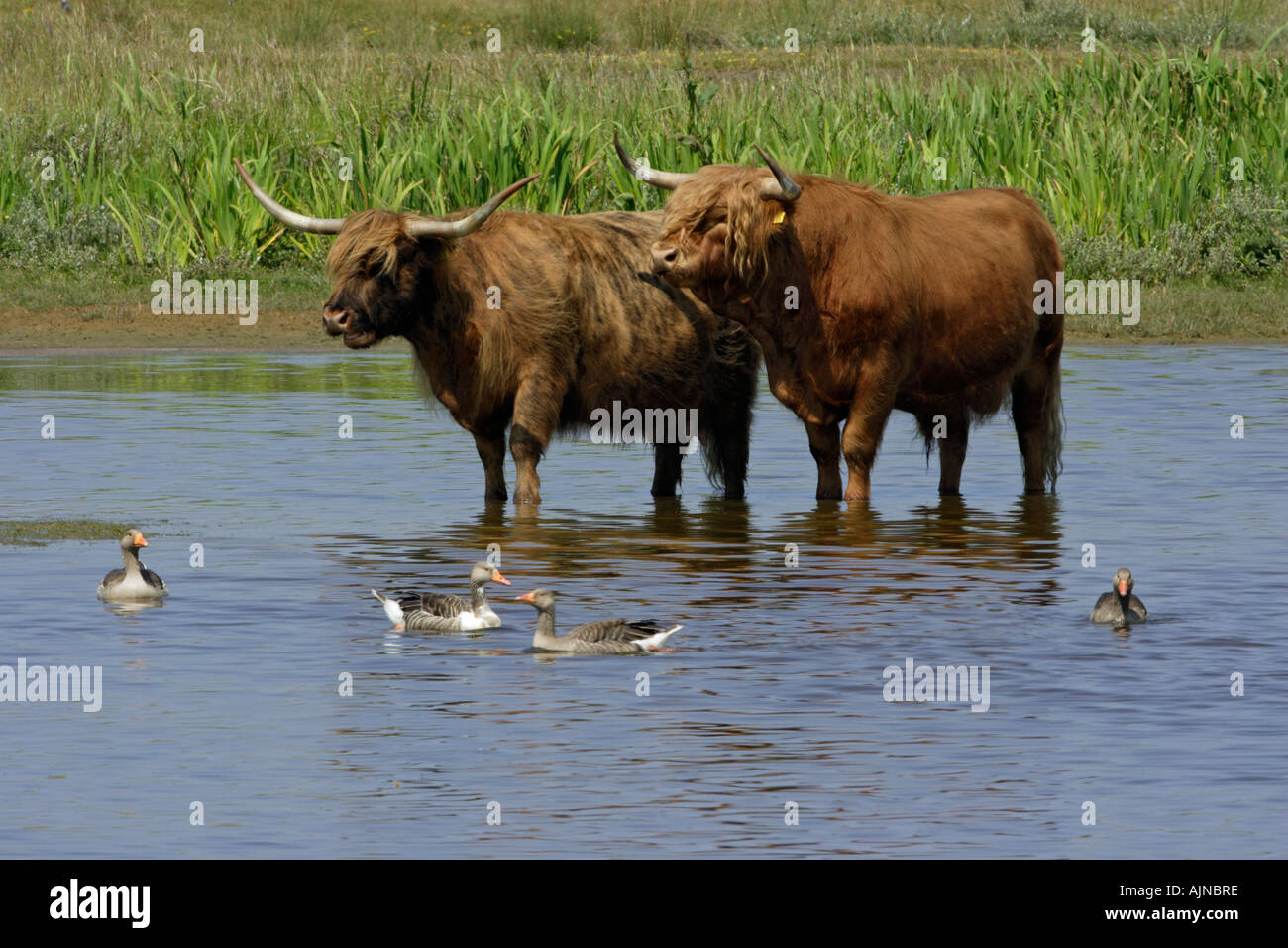 Highland cattle, circuit de refroidissement vers le bas dans le lac avec des oies cendrées, Anser anser, summertime Banque D'Images