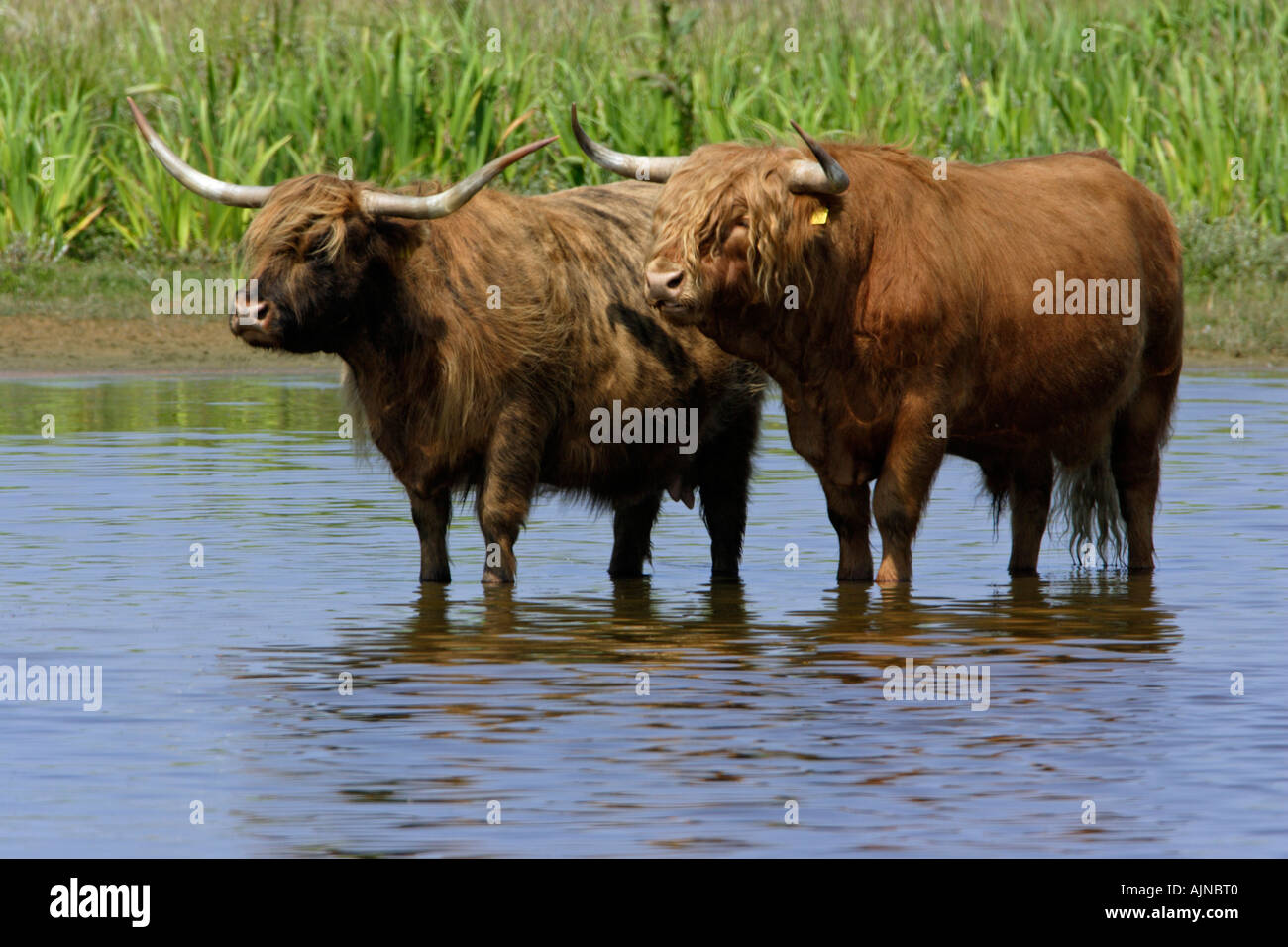 Highland cattle, circuit de refroidissement vers le bas dans le lac, l'heure d'été Banque D'Images