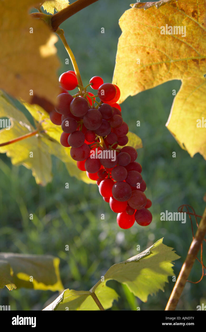 Raisins mûrs sur des vignes dans le vignoble dans la région de Finger Lakes de l'État de New York aux États-Unis Banque D'Images