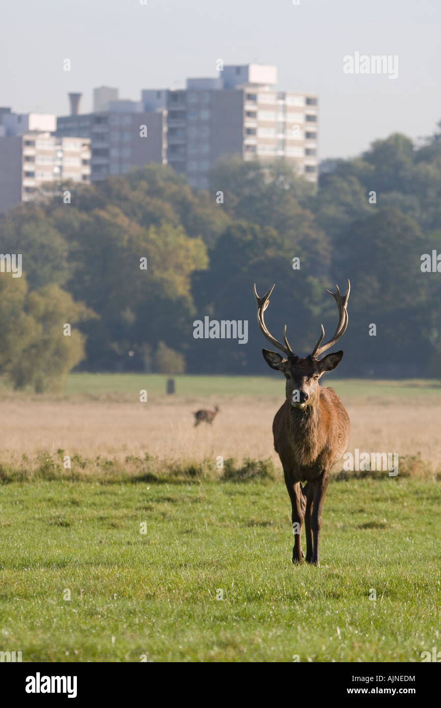 Buck mâle red deer et Roehampton, bloc d'appartements dans l'arrière-plan Richmond Park, London, UK Banque D'Images