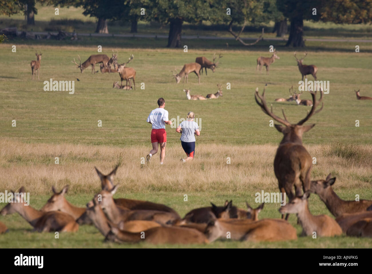 L'homme et la femme le jogging entouré par les troupeaux de cerfs rouges Richmond Park, London England UK Banque D'Images