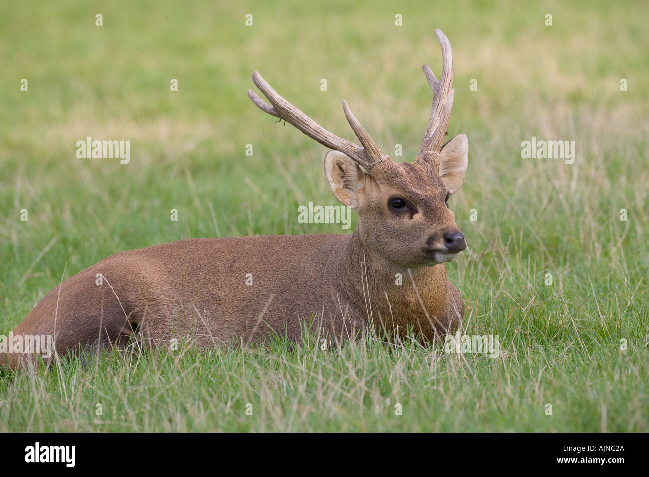 Indian Hog Deer Cervus porcinus mâle Banque D'Images