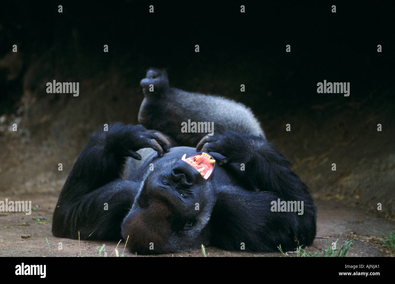 Le gorille, le Zoo de Melbourne Banque D'Images