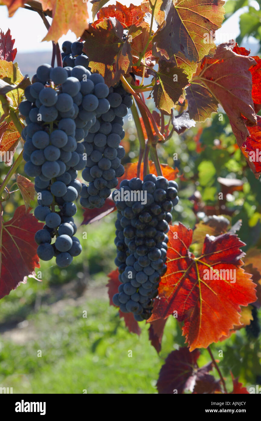 Raisins mûrs sur des vignes dans le vignoble dans la région de Finger Lakes de l'État de New York aux États-Unis Banque D'Images