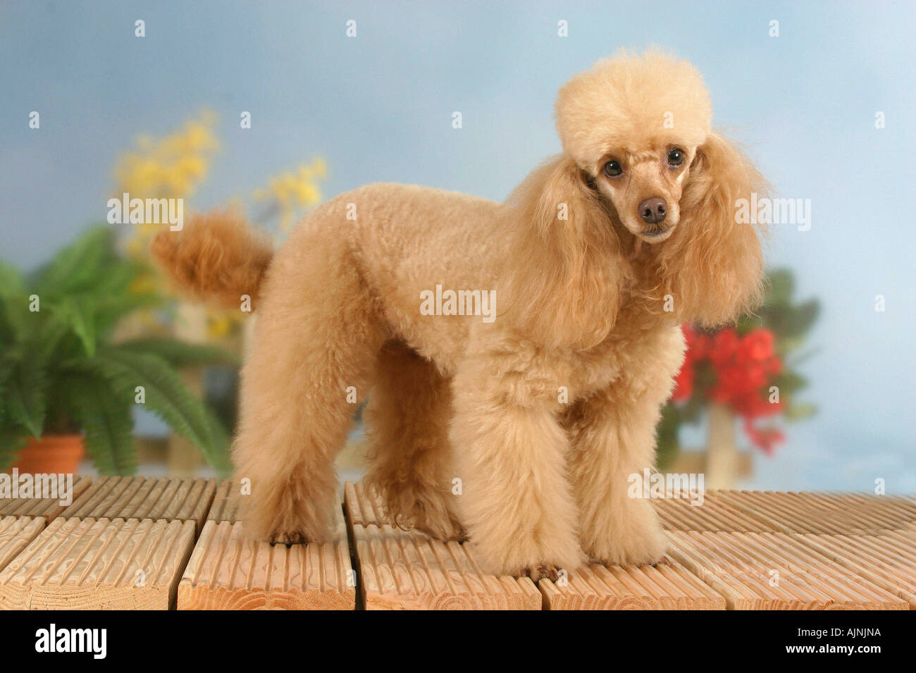 Abricot caniche miniature Banque D'Images