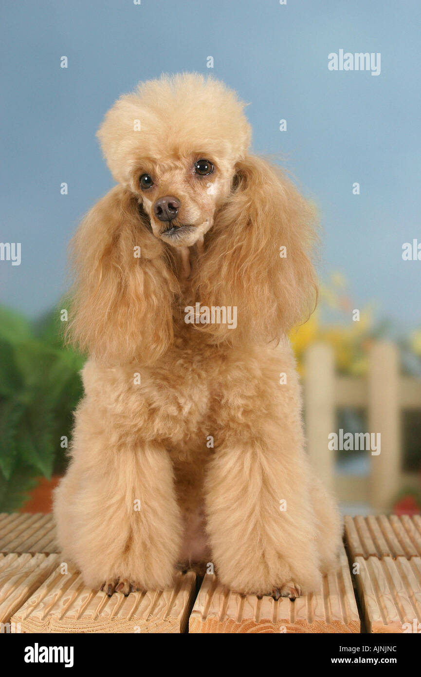 Abricot caniche miniature Banque D'Images