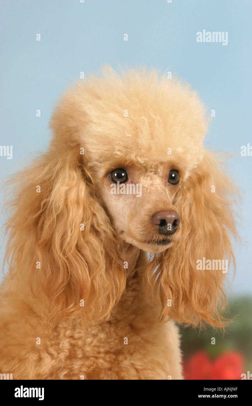 Abricot caniche miniature Banque D'Images