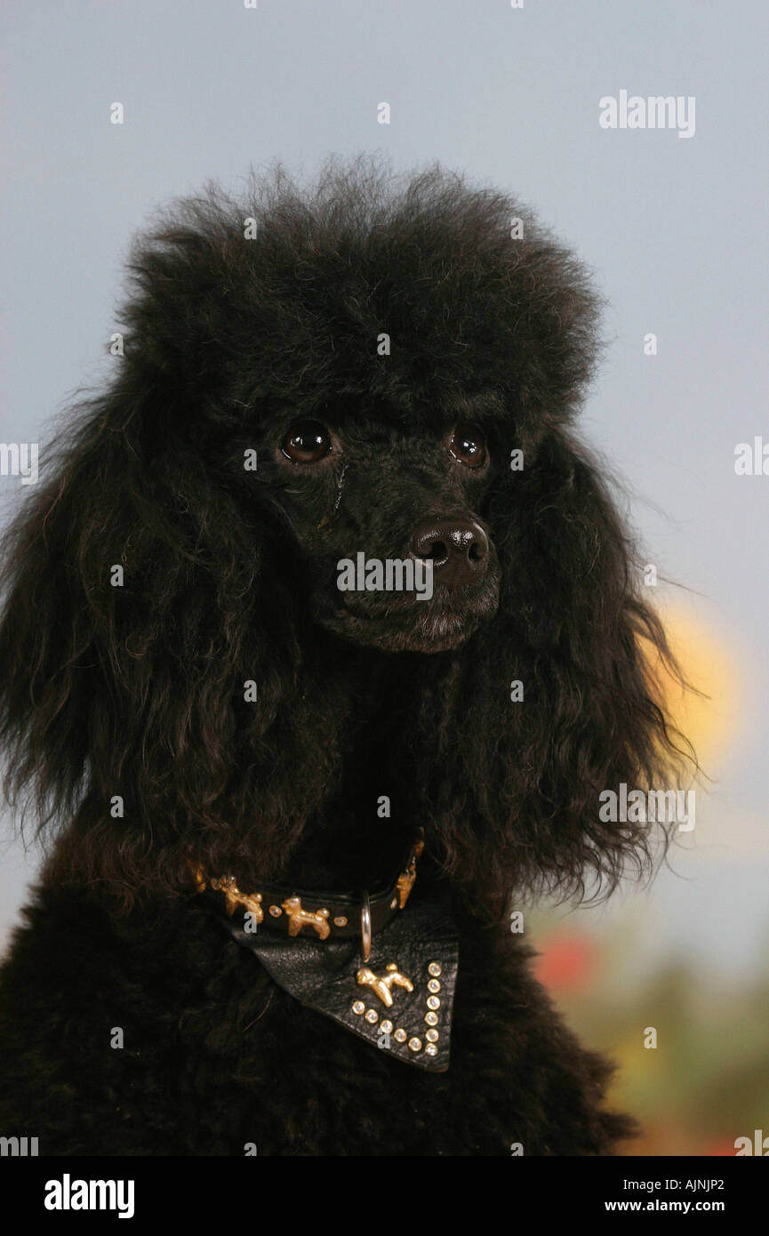 Noir caniche miniature Banque D'Images