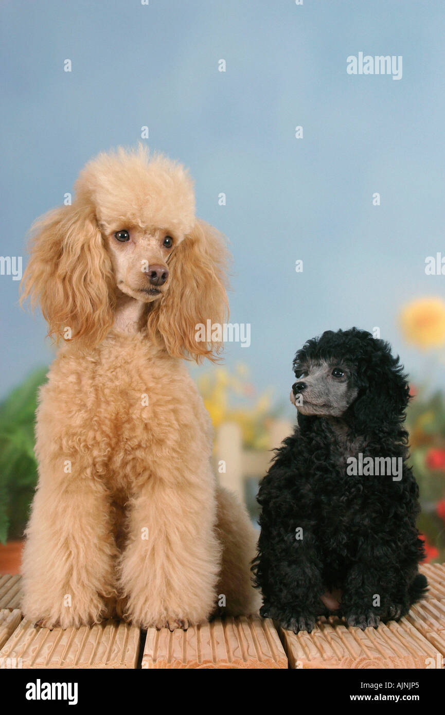 Abricot caniche miniature avec chiot 9 semaines silver Banque D'Images