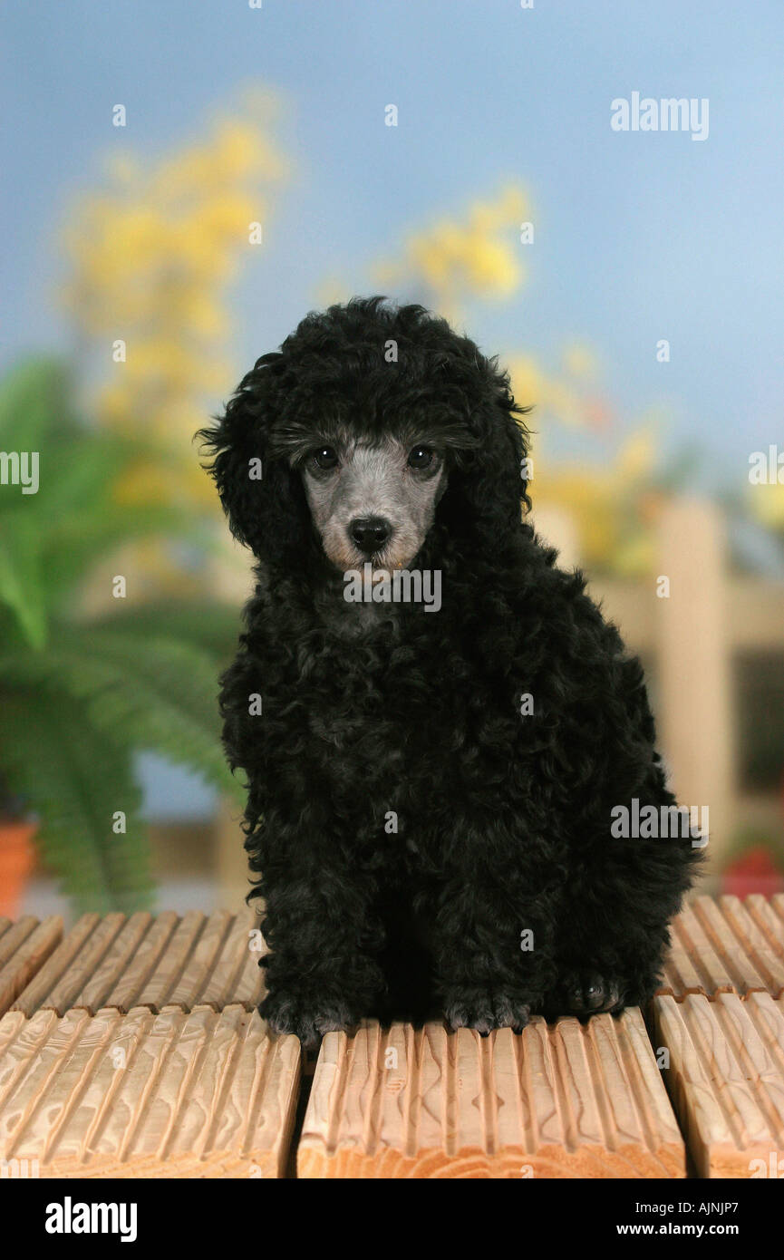 Chiot caniche miniature 9 semaines silver Banque D'Images