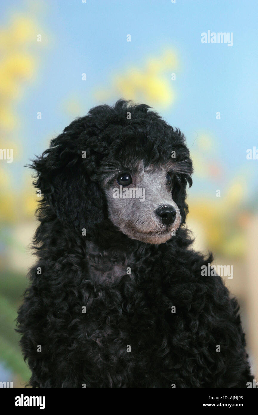 Chiot caniche miniature 9 semaines silver Banque D'Images