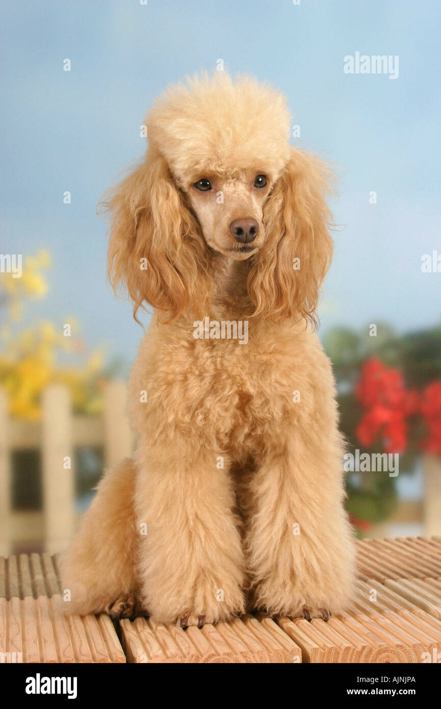 Abricot caniche miniature Banque D'Images