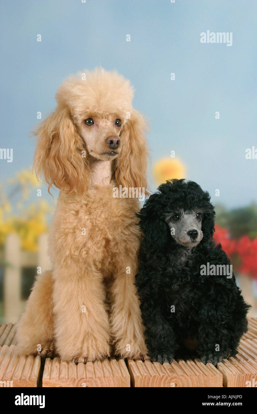 Abricot caniche miniature avec chiot 9 semaines silver Banque D'Images