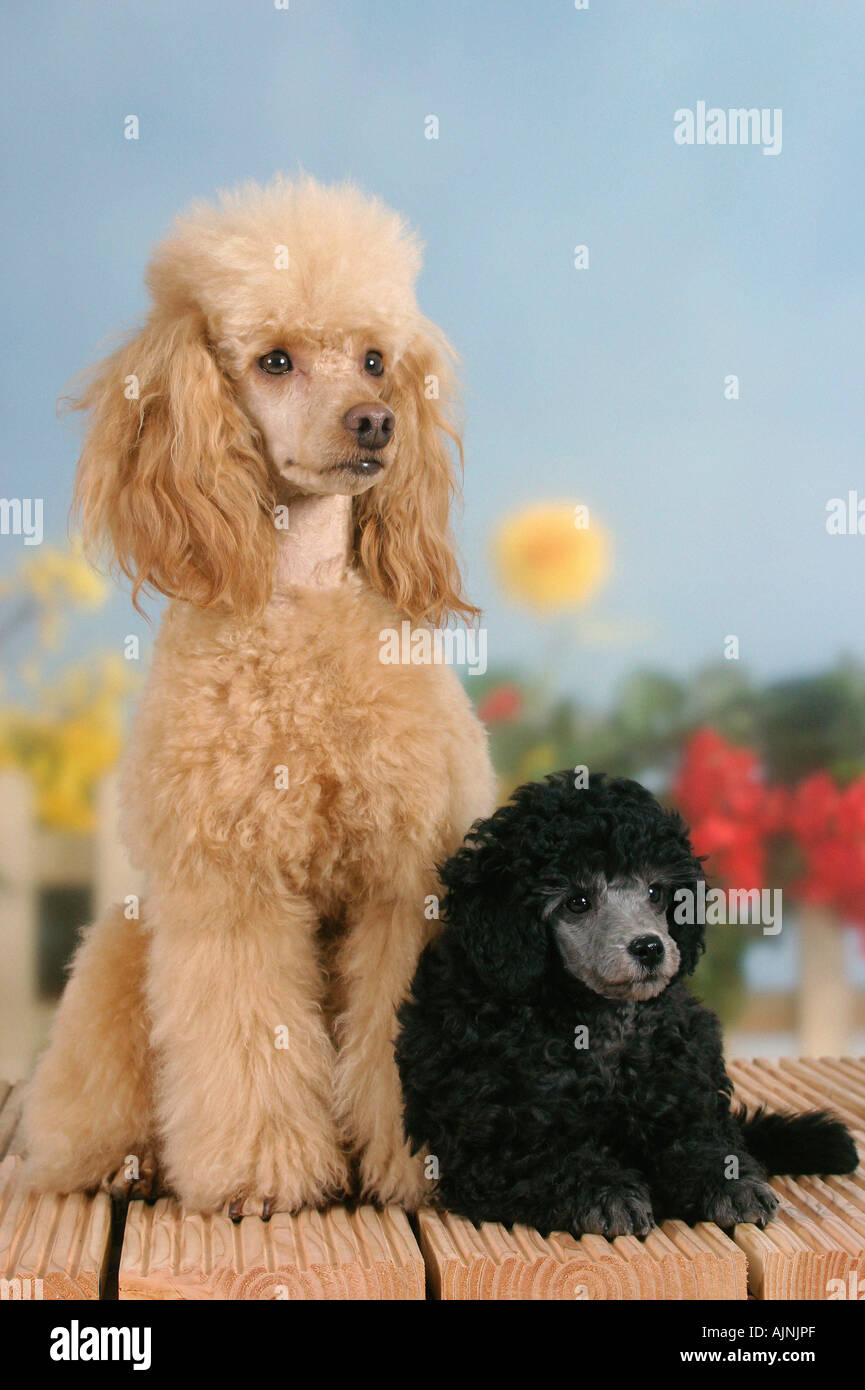 Abricot caniche miniature avec chiot 9 semaines silver Banque D'Images