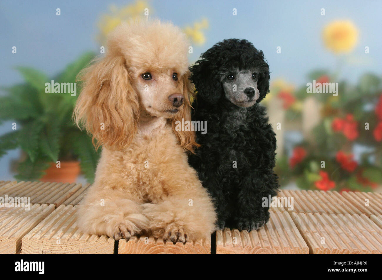 Abricot caniche miniature avec chiot 9 semaines silver Banque D'Images