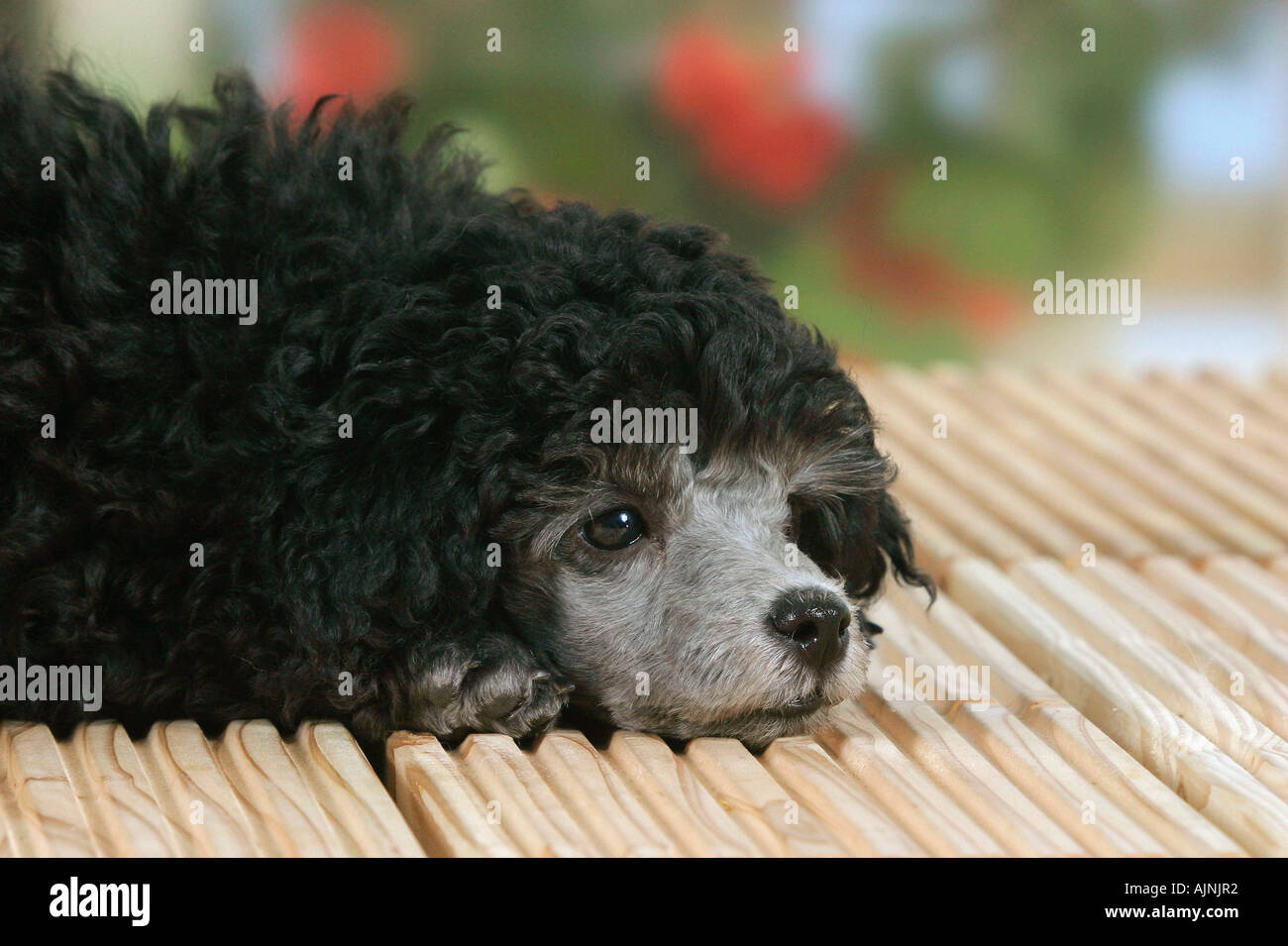 Chiot caniche miniature 9 semaines silver Banque D'Images