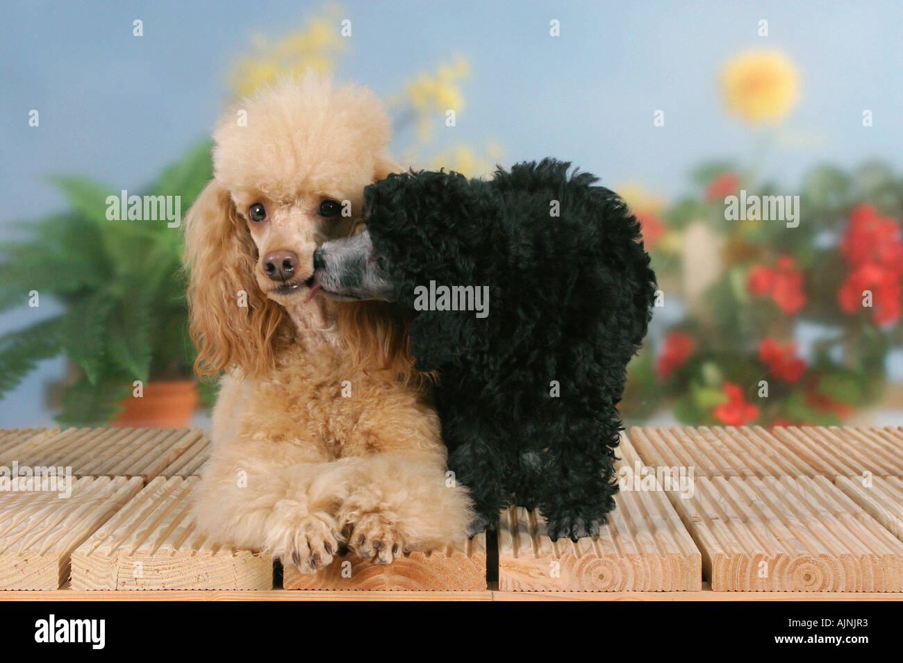 Abricot caniche miniature avec chiot 9 semaines silver Banque D'Images