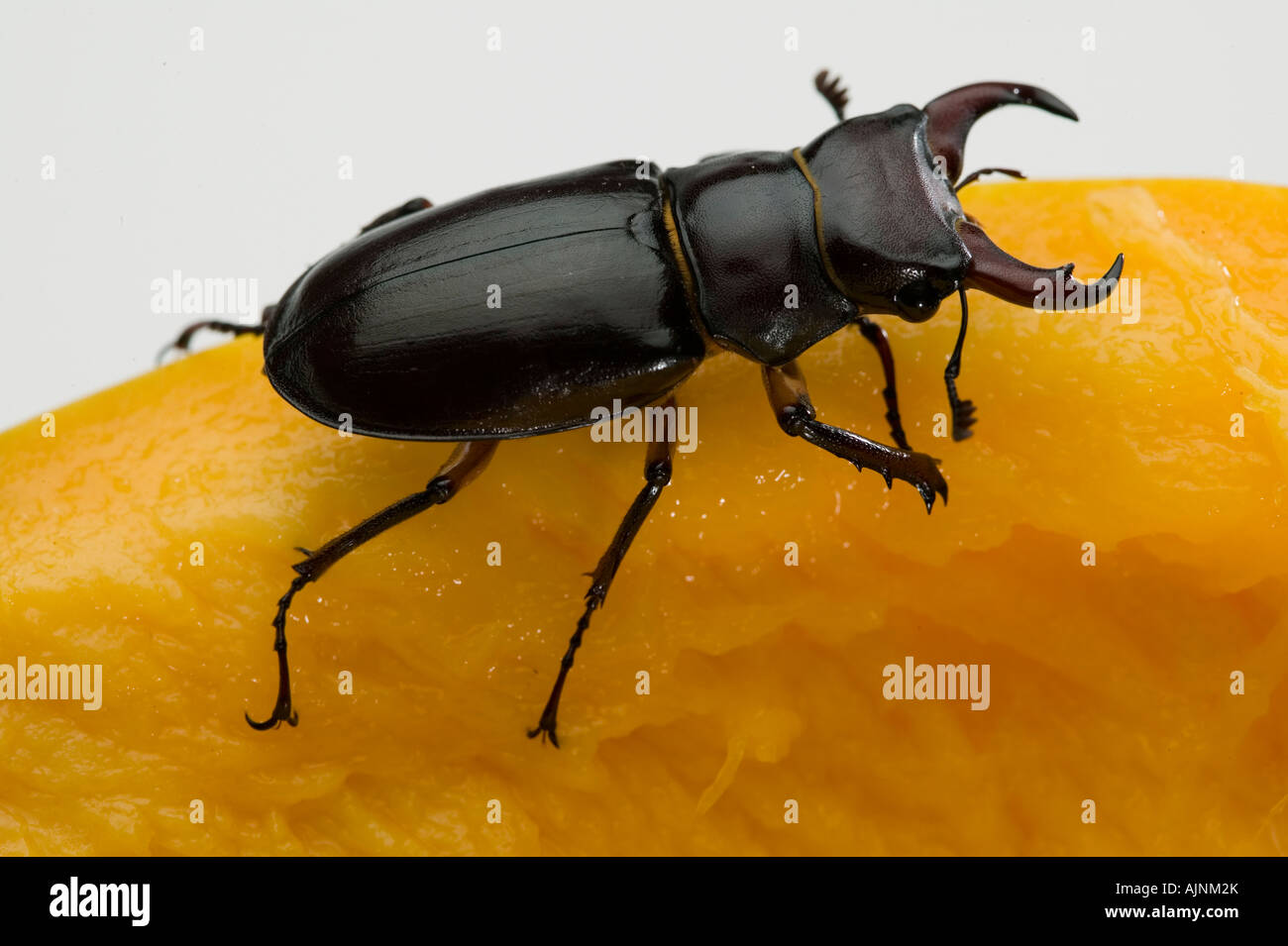 Stag Beetle sur rim Mangue Banque D'Images