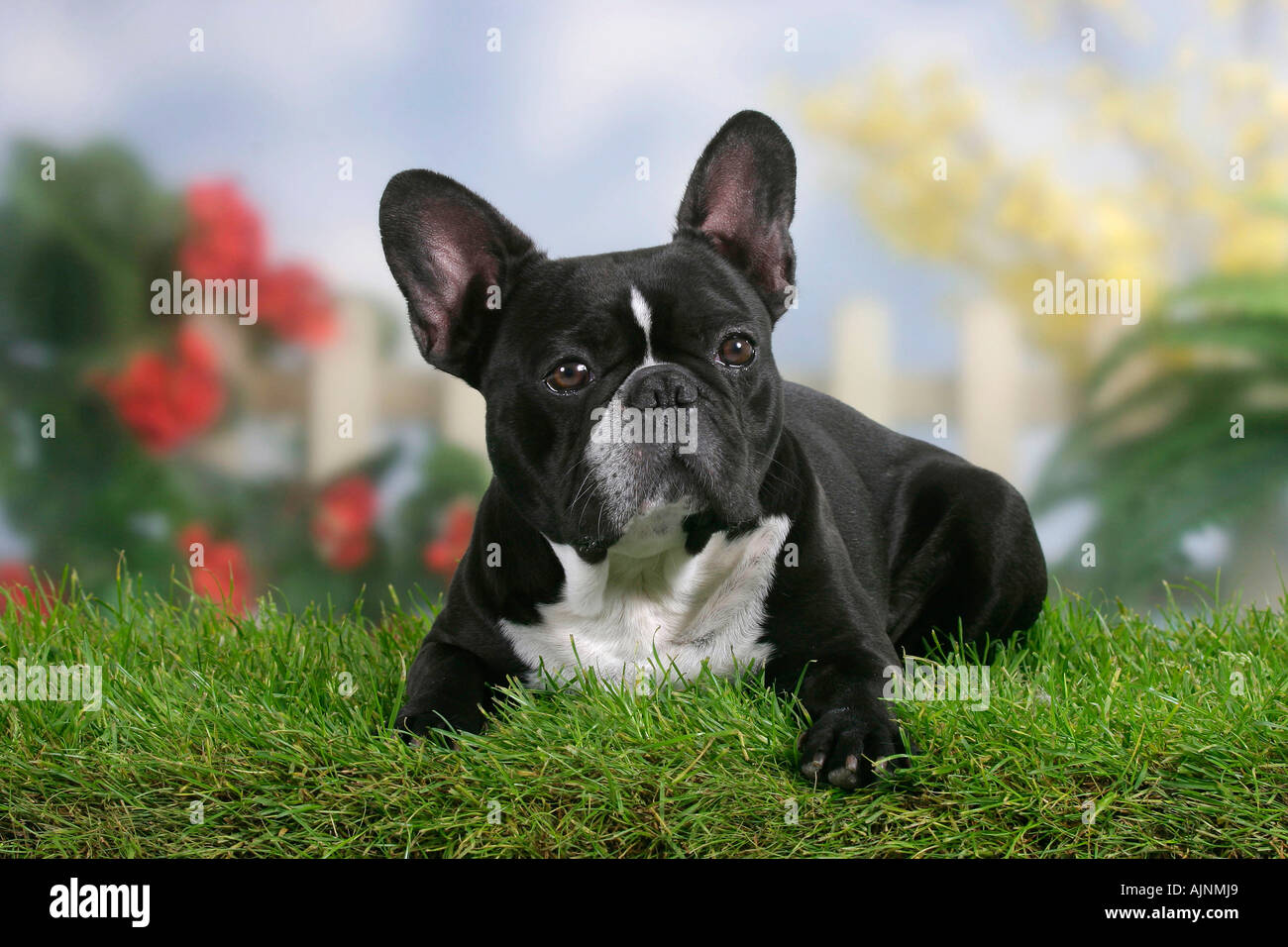 Bouledogue français Franzoesische Bulldogge Französische Bulldogge Banque D'Images