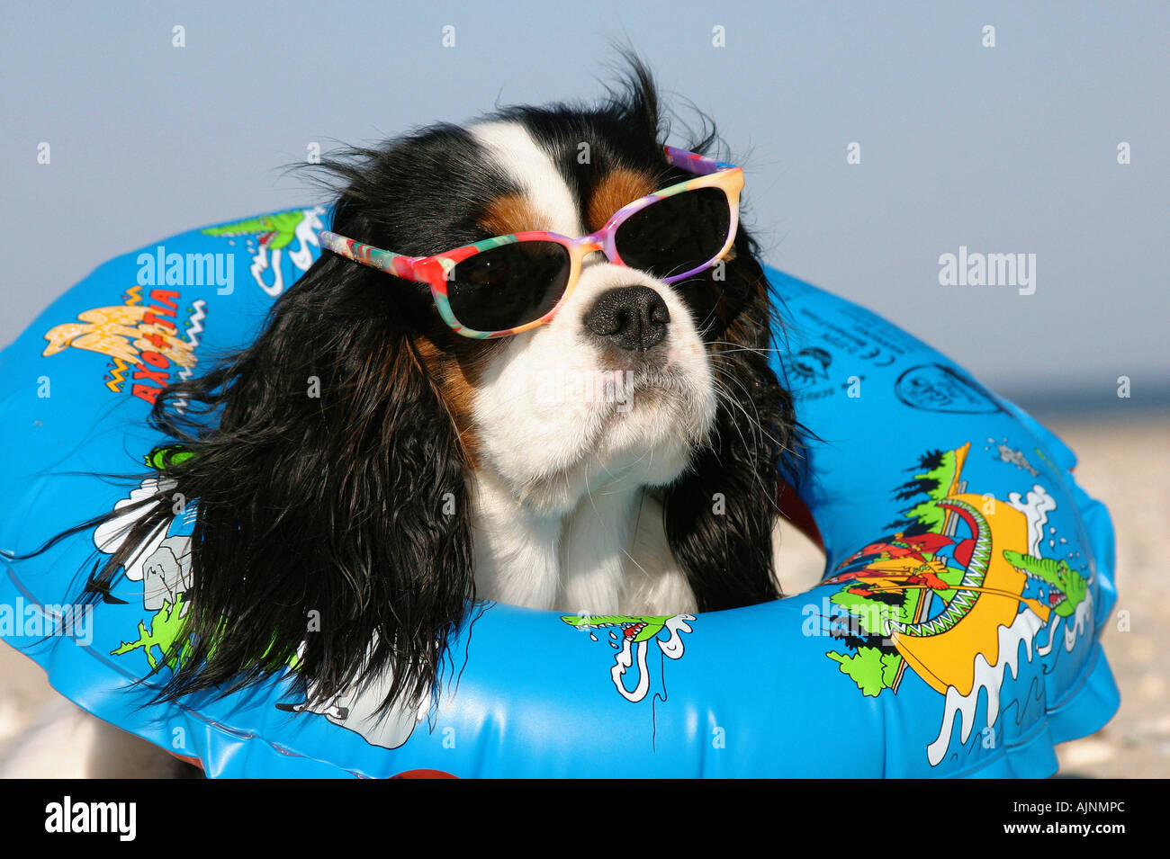 Cavalier King Charles Spaniel tricolor avec courroie de natation et des lunettes de soleil à la plage Banque D'Images