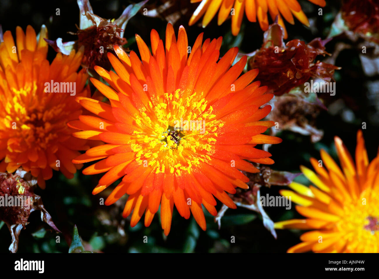 Lampranthus Orange Ice plant / arrière / Vygie- Lampranthus-Family Aizoaceae Banque D'Images
