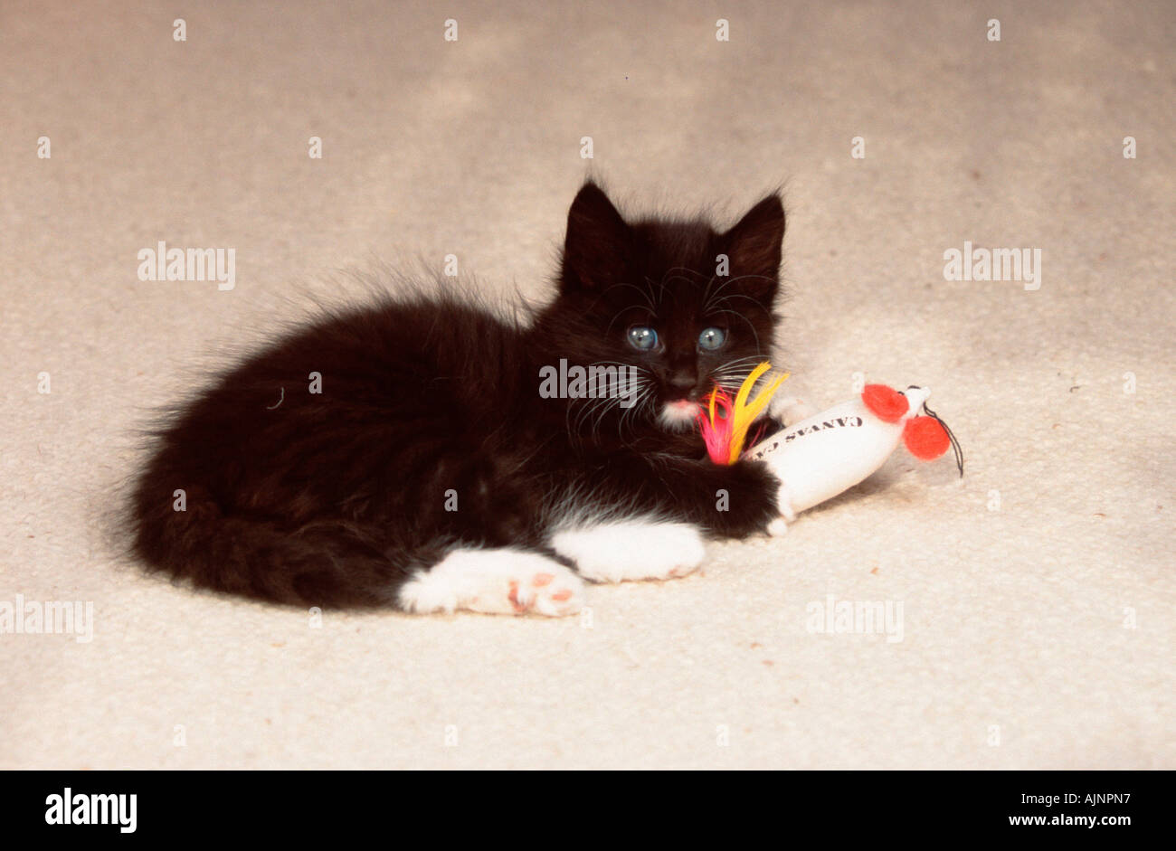 Chat norvégien chaton 8 semaines noir avec blanc avec toy Banque D'Images