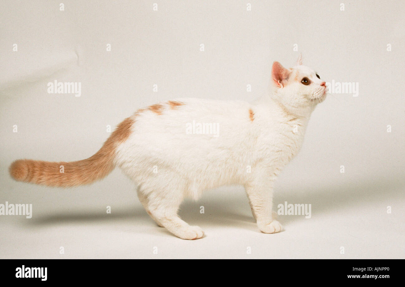 Chat British Shorthair Arlequin Blanc Crème Banque Dimages