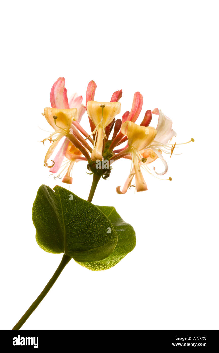 Chèvrefeuille en fleur Banque D'Images