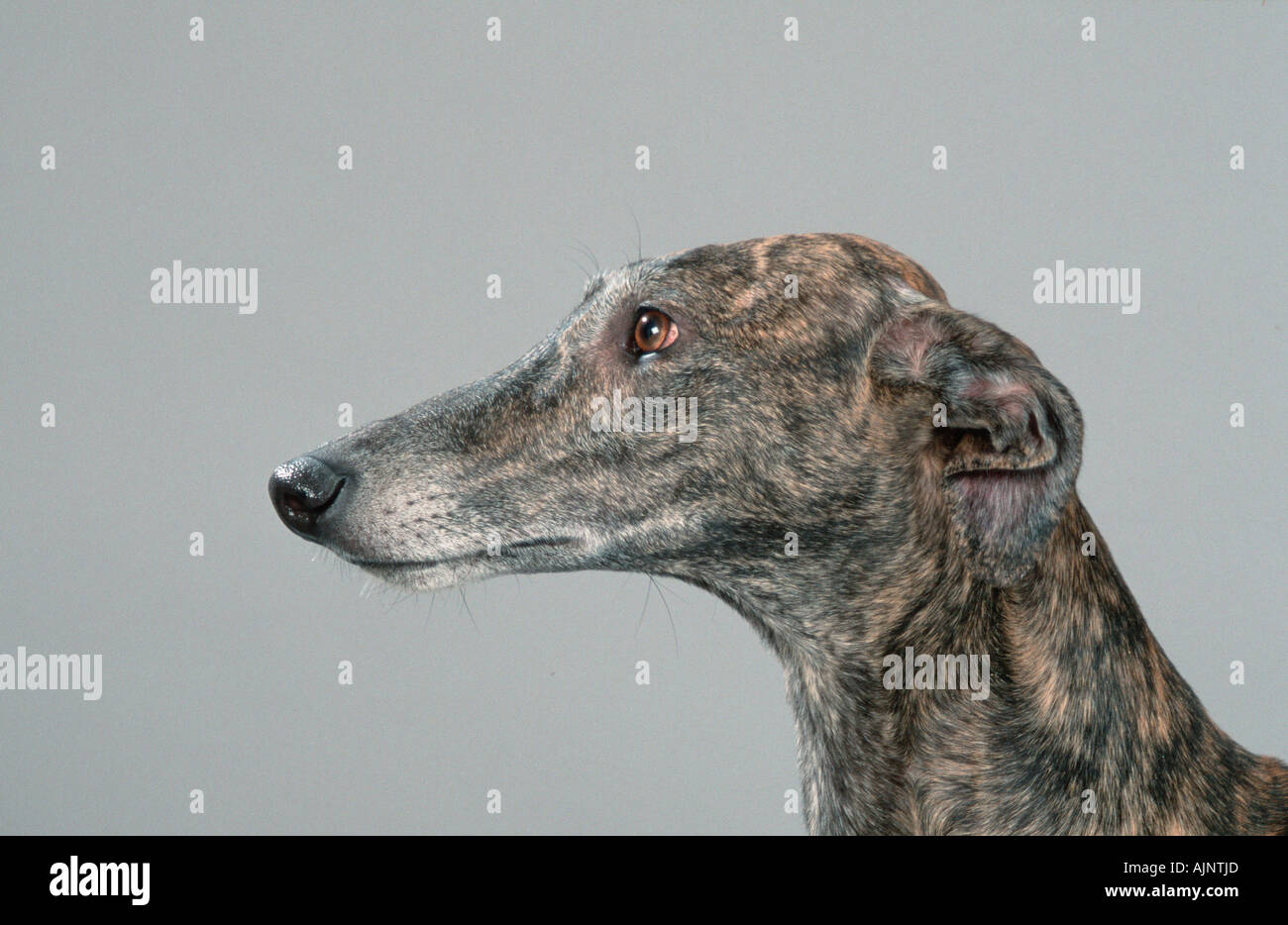 L'Espagnol Galgo Espanol Greyhound profil latéral Banque D'Images
