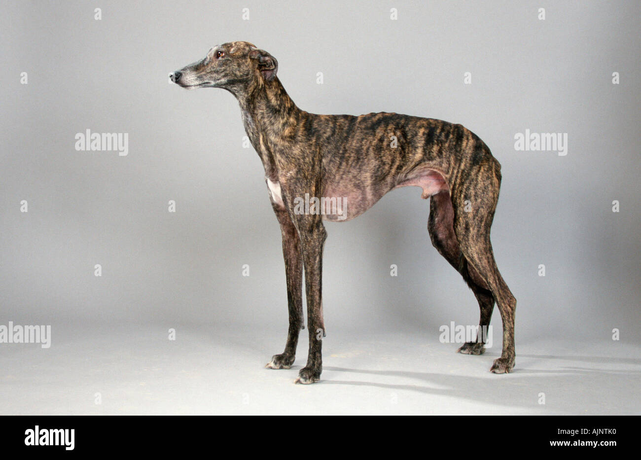 L'Espagnol Galgo Espanol Greyhound side Banque D'Images