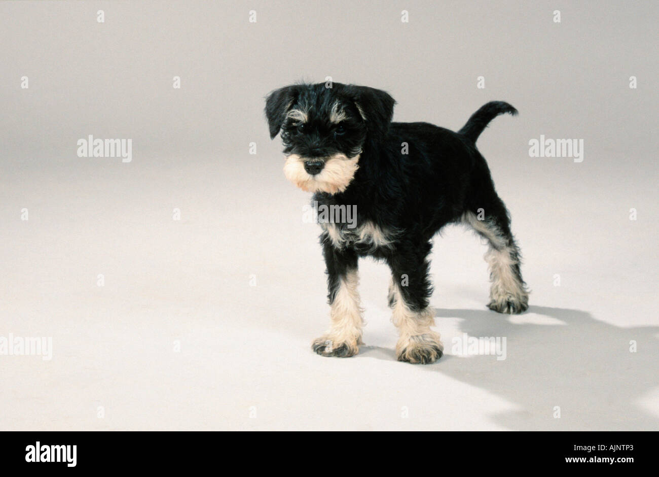 Schnauzer nain noir argent 10 semaines chiot Banque D'Images