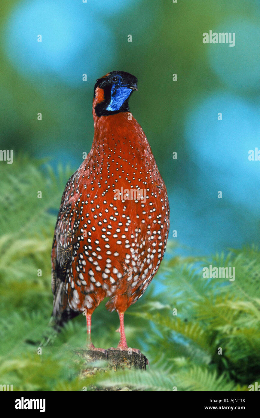 Tragopan satyre Tragopan satyra mâle Banque D'Images