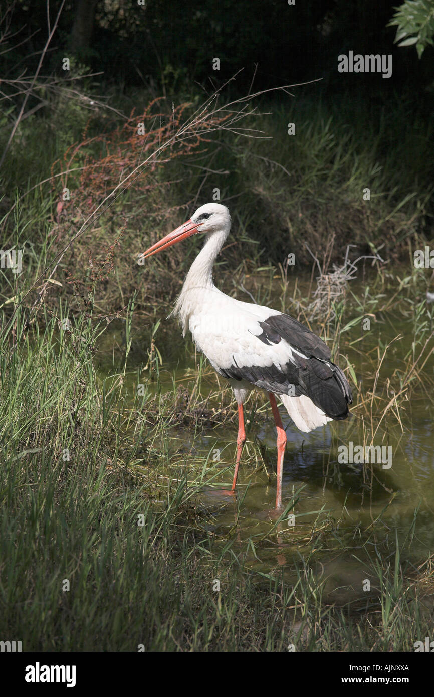 Stork de patauger dans un étang en Floride USA Banque D'Images