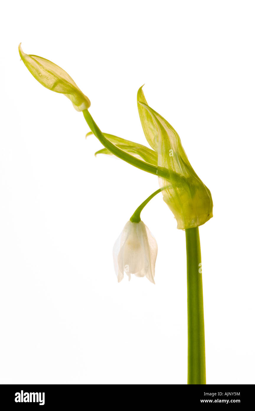 Few Flowered leek Banque D'Images