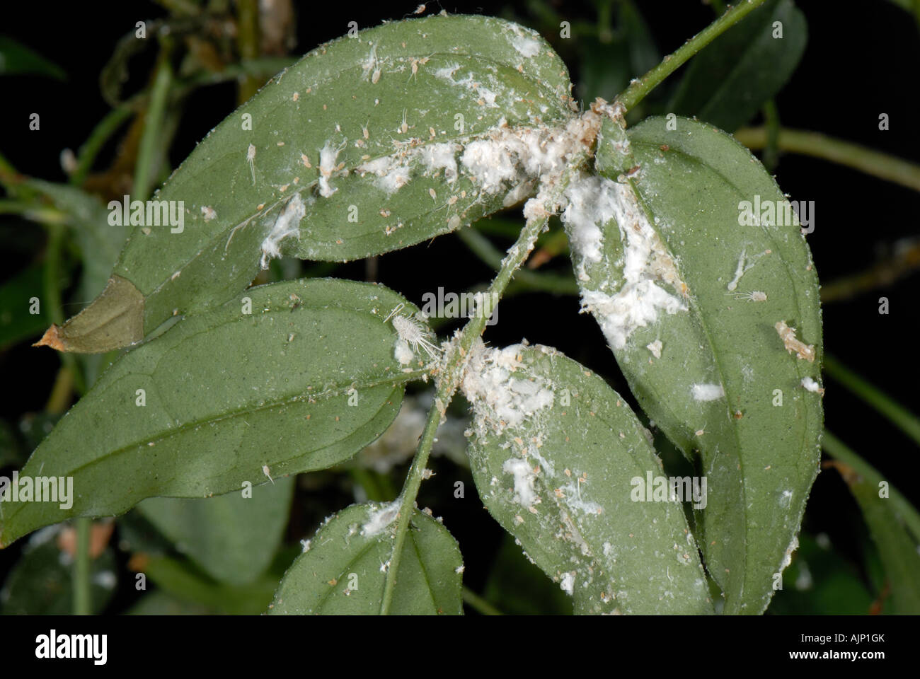 Cochenille Pseudococcus longispinus à longue queue Jasminum polyanthum sur l'infestation Banque D'Images