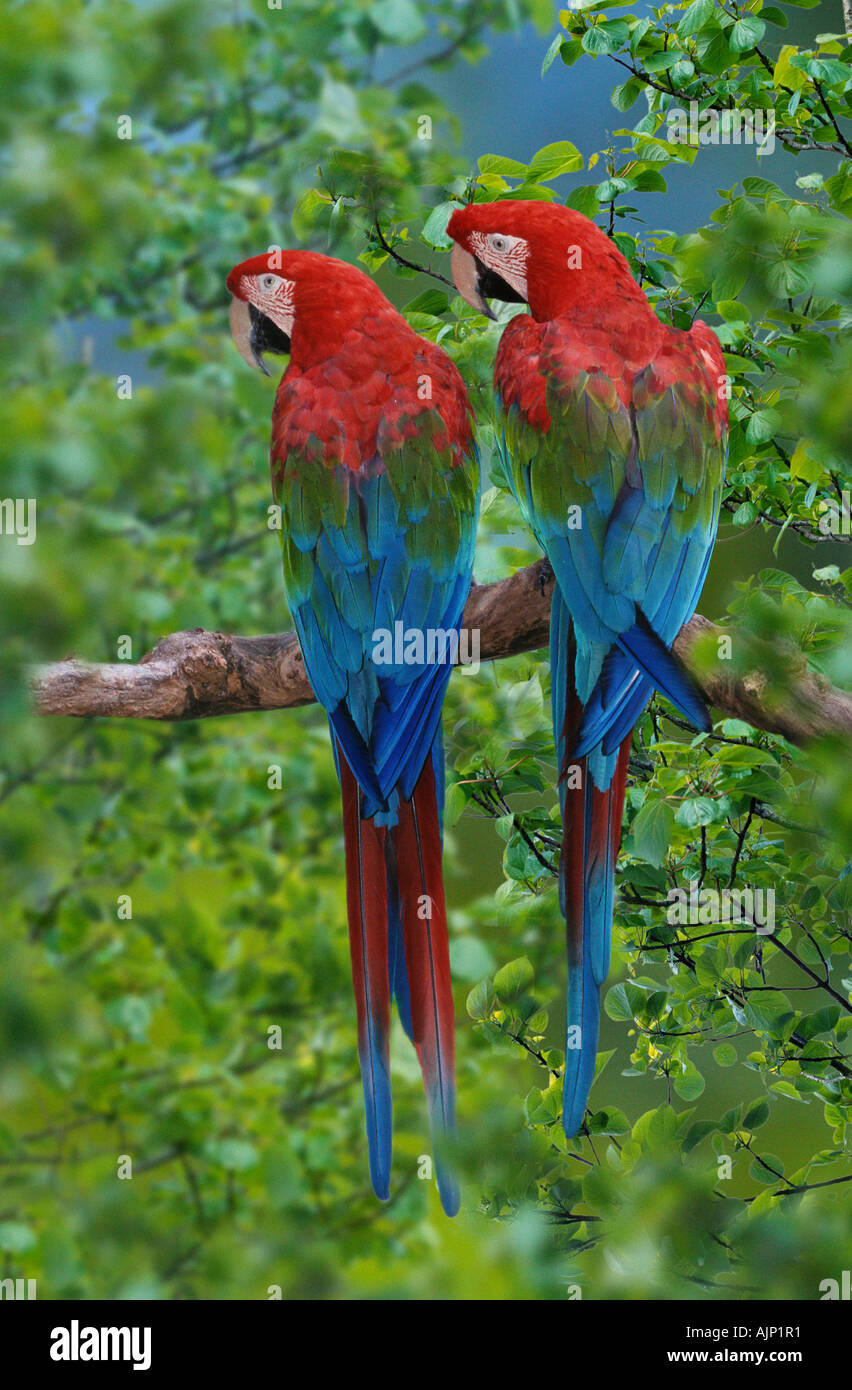 Green winged Macaw Ara chloroptera paire Banque D'Images