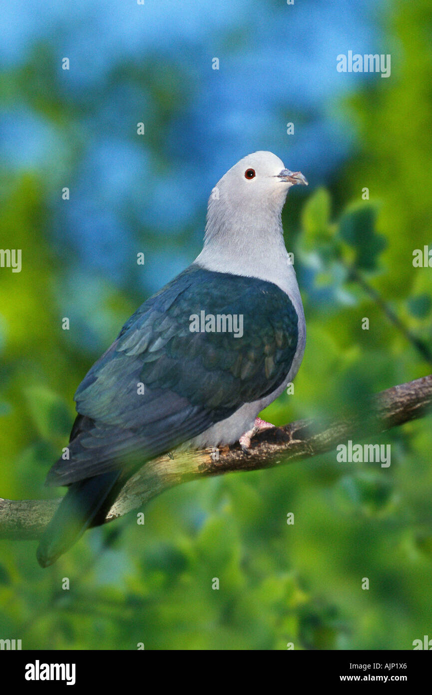 Green pigeon impérial Ducula aenea Banque D'Images
