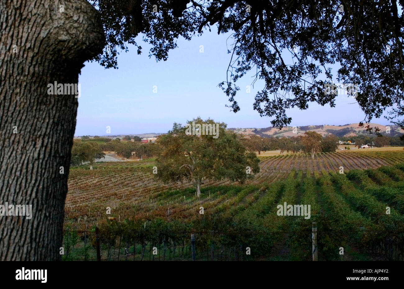 Vignoble de raisin et de chênes créer une scène rurale près de Paso Robles, Californie Banque D'Images