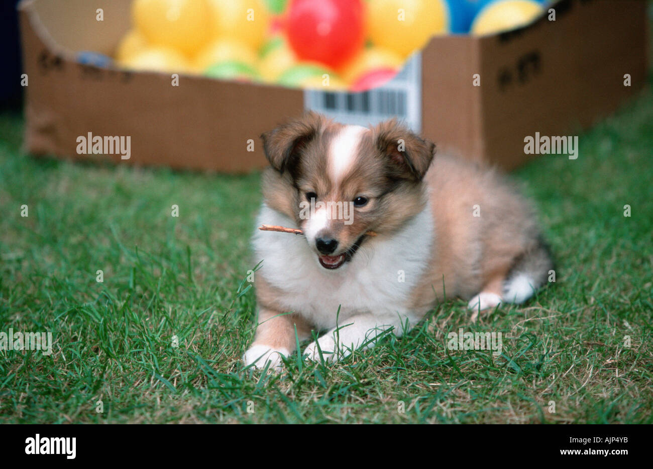 7 semaines chiot Sheltie de mâcher sur branch Shetland Sheepdog Banque D'Images