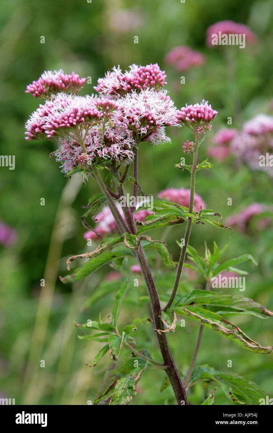 Le chanvre Eupatorium cannabinum, Agrimony, Asteraceae Banque D'Images