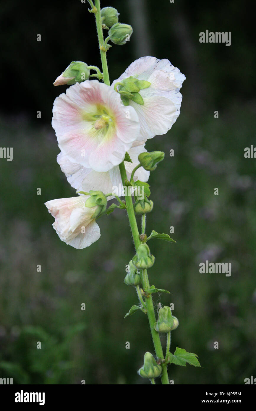 Hollyhock, Alcea Rosea, Malvaceae Banque D'Images